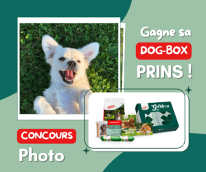 community-management-chien