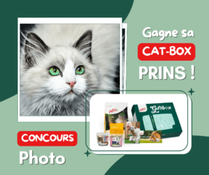 concours animaux social media