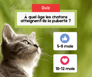 facebook chat