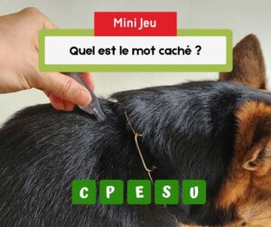 quiz-community-manager-animaux